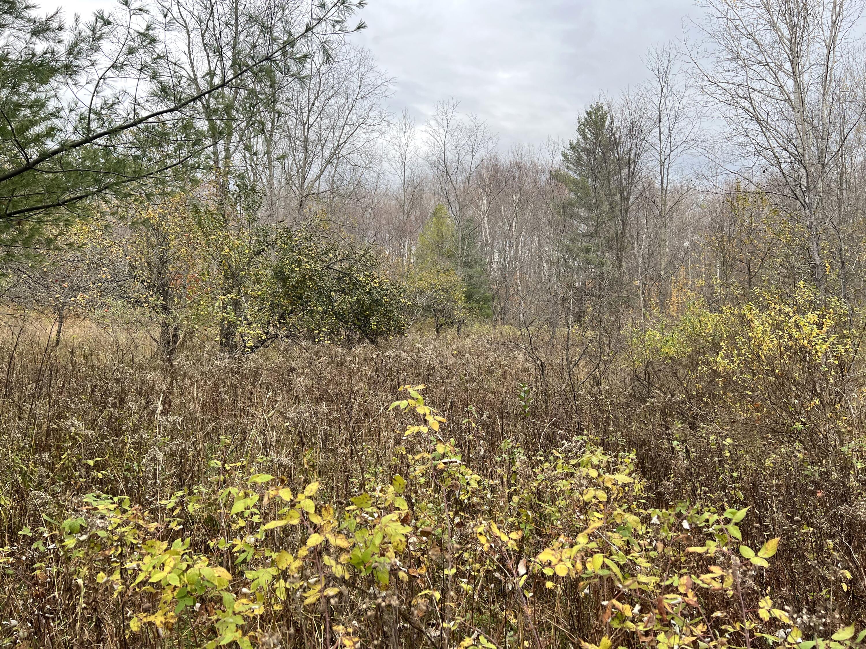 2768 Division Road Pellston, MI 49769 - Photo 3 of 15 Gallery Image 3