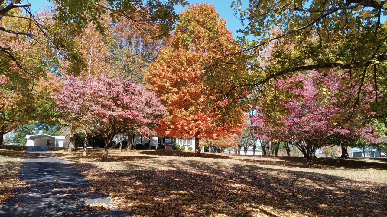 85 Trice Road Lebanon, TN 37087 - Photo 6 of 48 The fall colors are so pretty here!