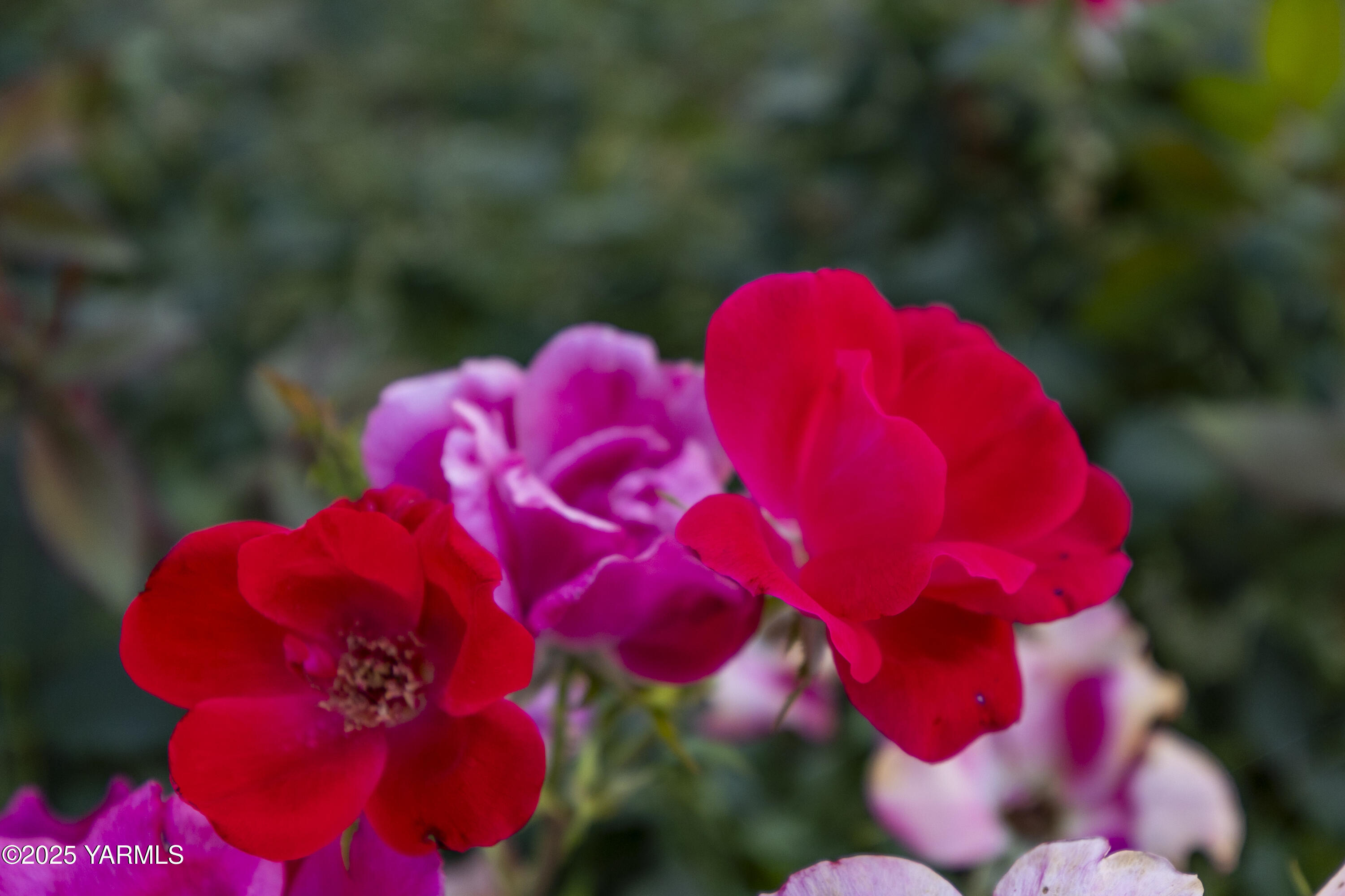 1381 West Riverside Avenue Sunnyside, WA 98944 - Photo 42 of 53 a view of that has a tree