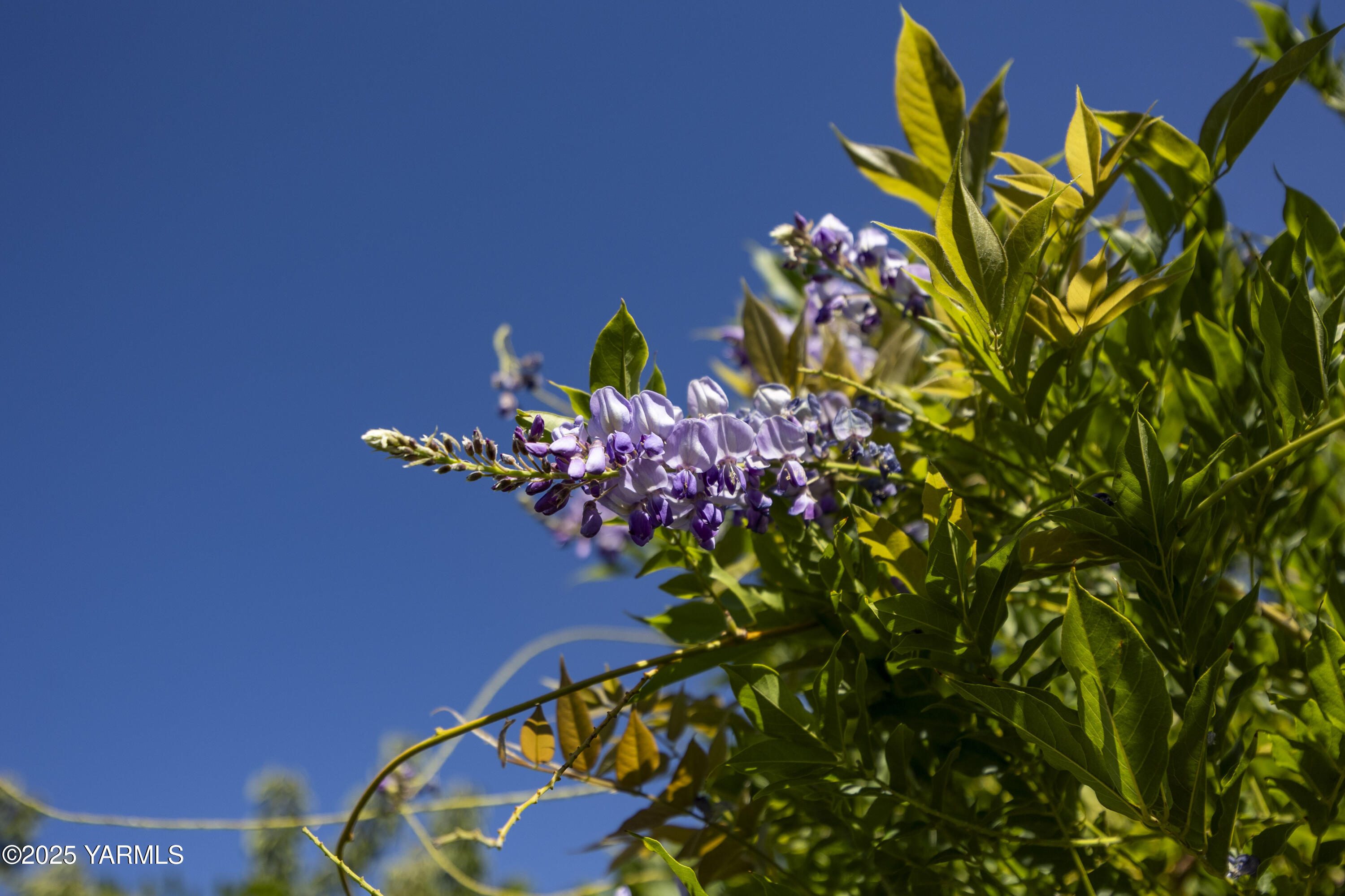 1381 West Riverside Avenue Sunnyside, WA 98944 - Photo 51 of 53 a view of a flower pot with wooden floor