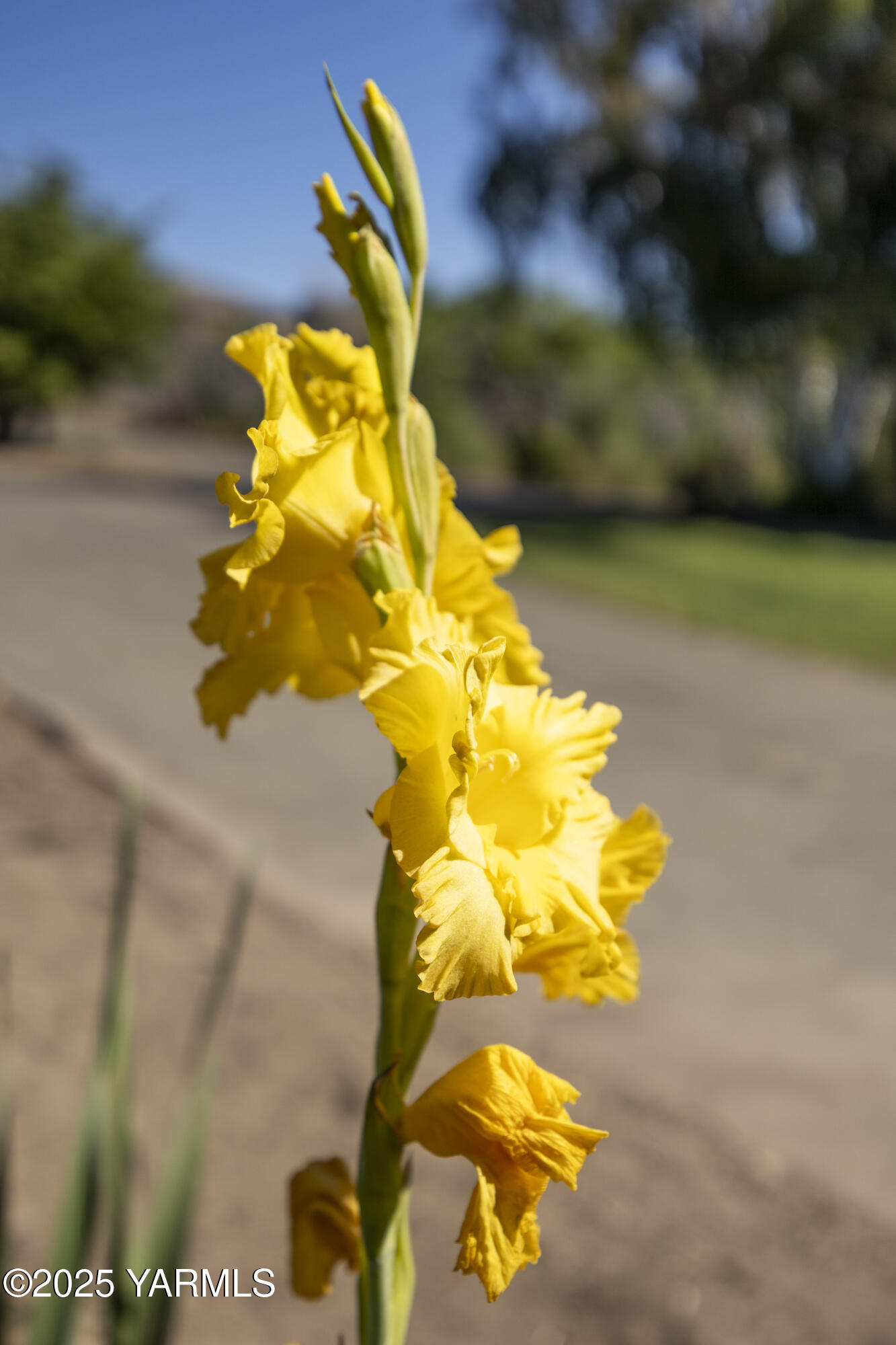 1381 West Riverside Avenue Sunnyside, WA 98944 - Photo 52 of 53 1381 Riverside Ave Unit A 8.24.25 25