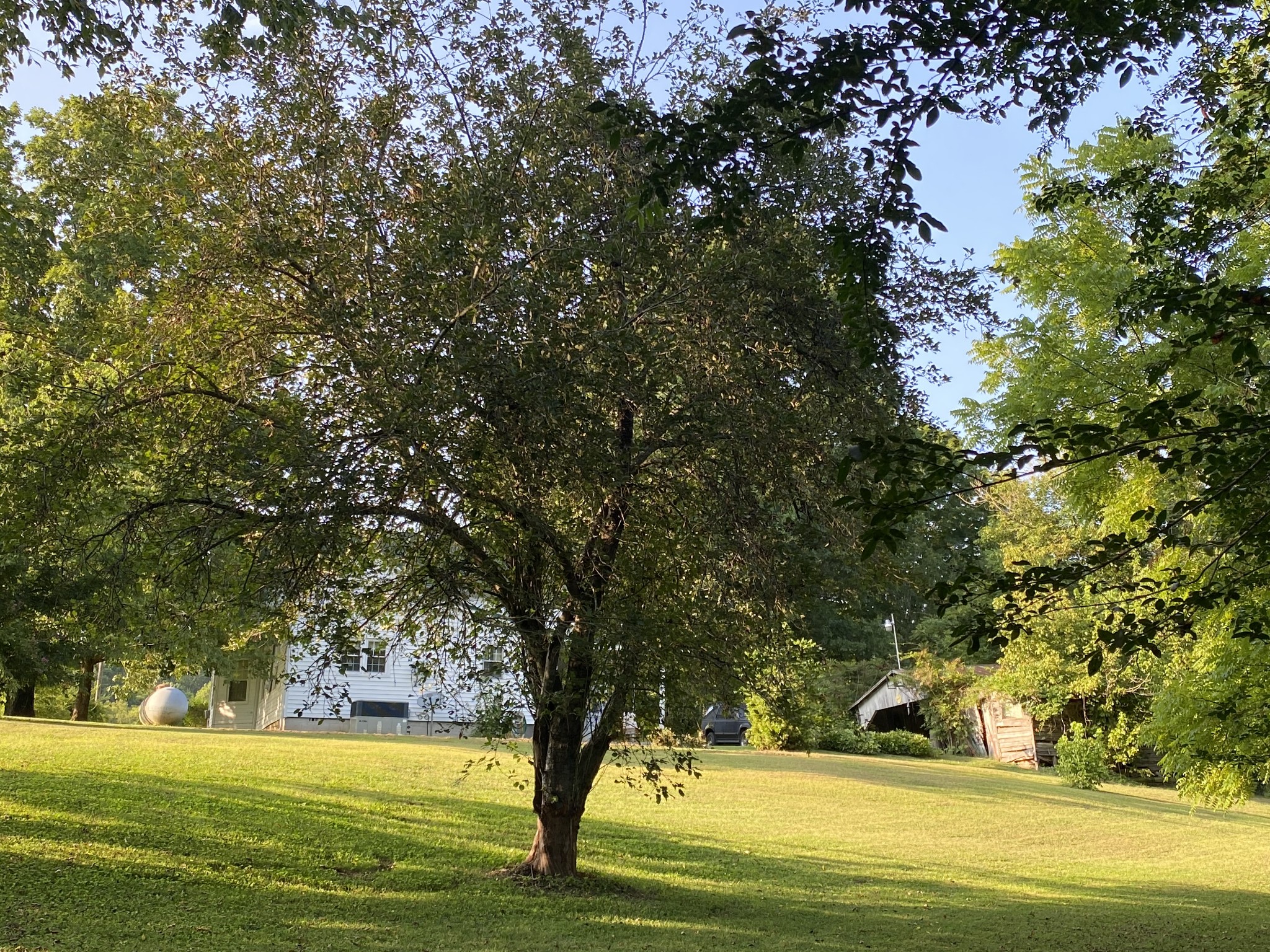 269 French Brantley Road Wartrace, TN 37183 - Photo 5 of 32 a view of outdoor space with trees all around