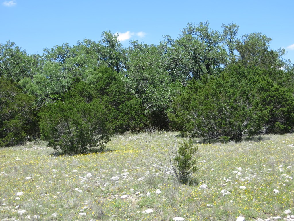 24 Kc 24 Junction, TX 76849 - Photo 13 of 23 a view of a yard with a tree