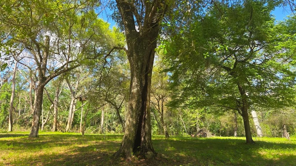 2140 St Johns River Road Astor, FL 32102 - Photo 5 of 13 a view of outdoor space with trees all around
