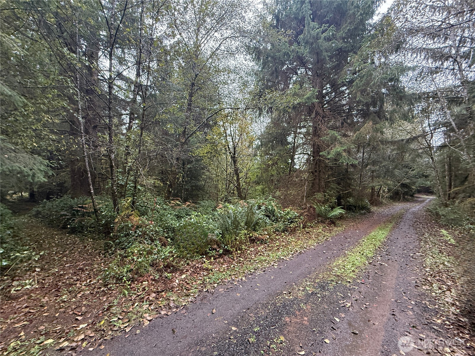 a view of a forest with trees in the background