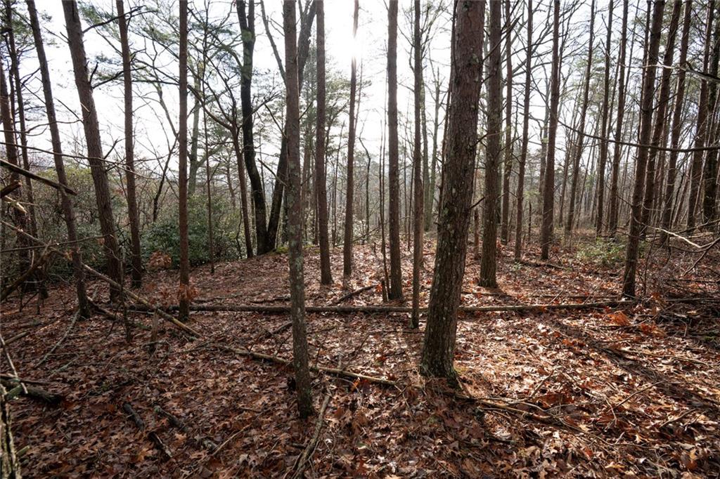 1 Amber Court Jasper, GA 30143 - Photo 11 of 16 a view of outdoor space with lots of trees
