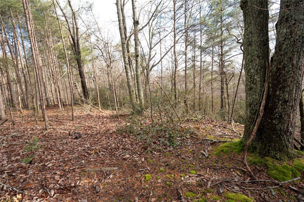 1 Amber Court Jasper, GA 30143 - Photo 2 of 16 a view of outdoor space with green space