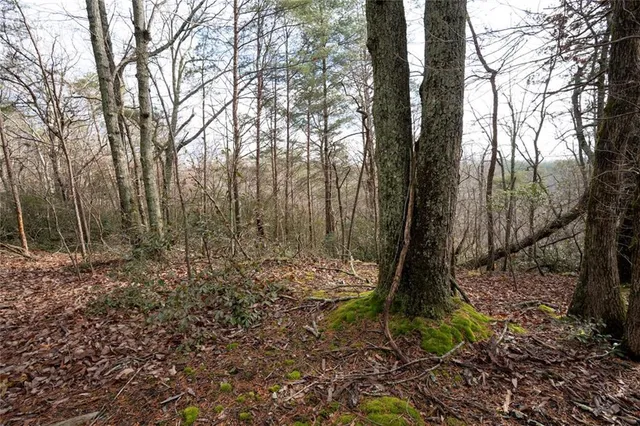 a view of a yard with trees