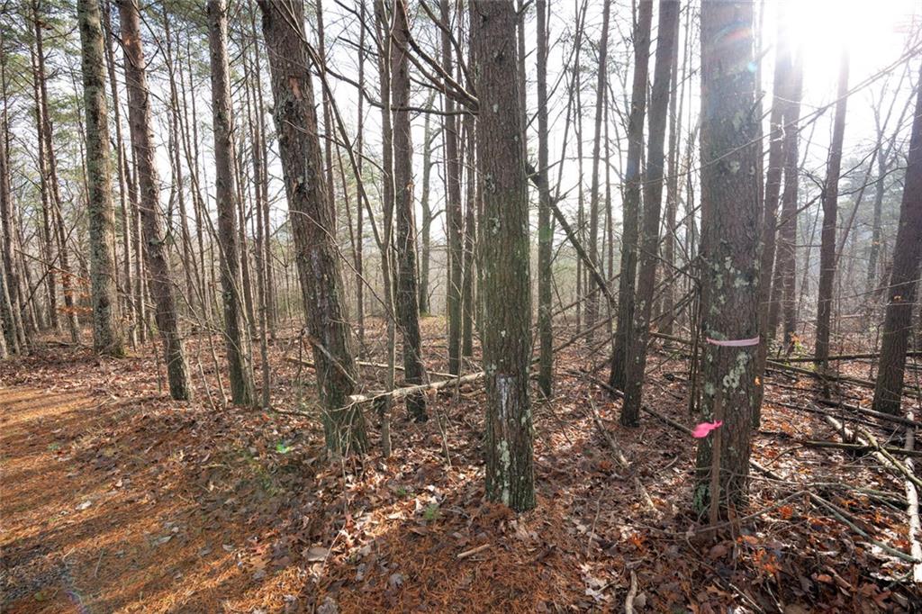 1 Amber Court Jasper, GA 30143 - Photo 6 of 16 a backyard of a house with lots of green space