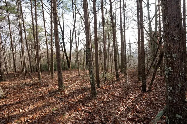a large tree in the middle of the forest