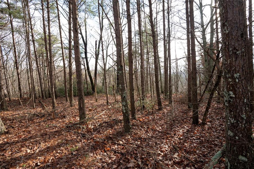 1 Amber Court Jasper, GA 30143 - Photo 10 of 16 a large tree in the middle of the forest