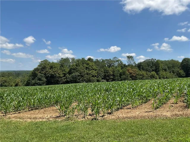 a view of a yard with a tree