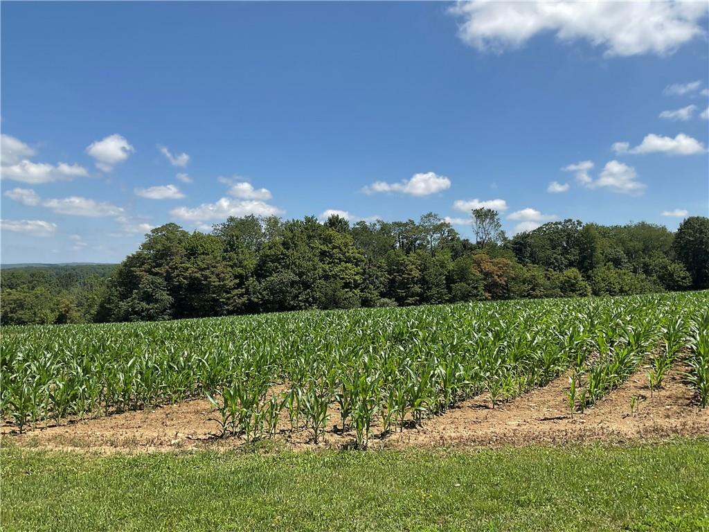 140 Hauger Road Rockwood, PA 15557 - Photo 6 of 50 a view of a yard with a tree