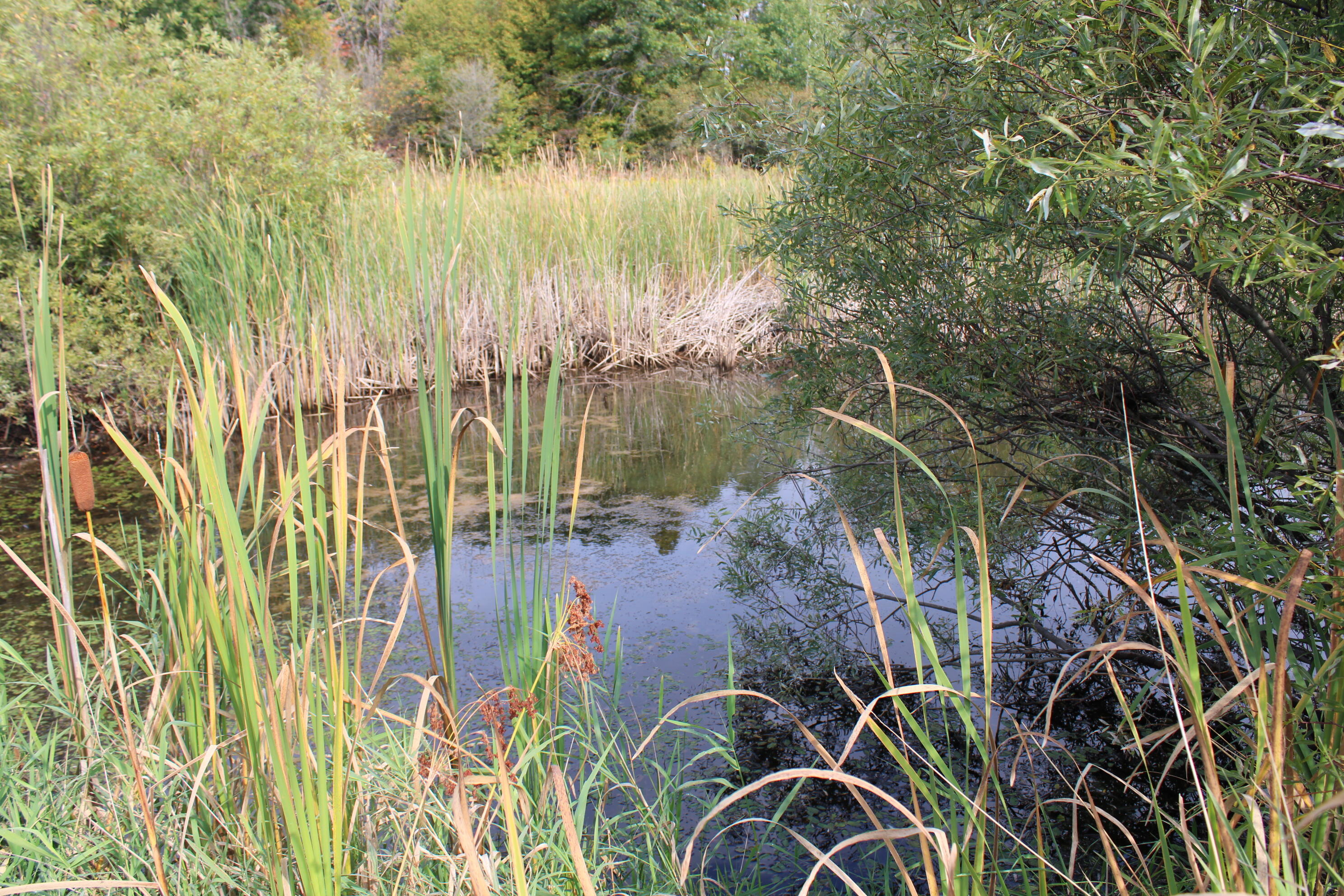 -vl Chase Bridge Road Roscommon, MI 48653 - Photo 16 of 24 IMG_4998