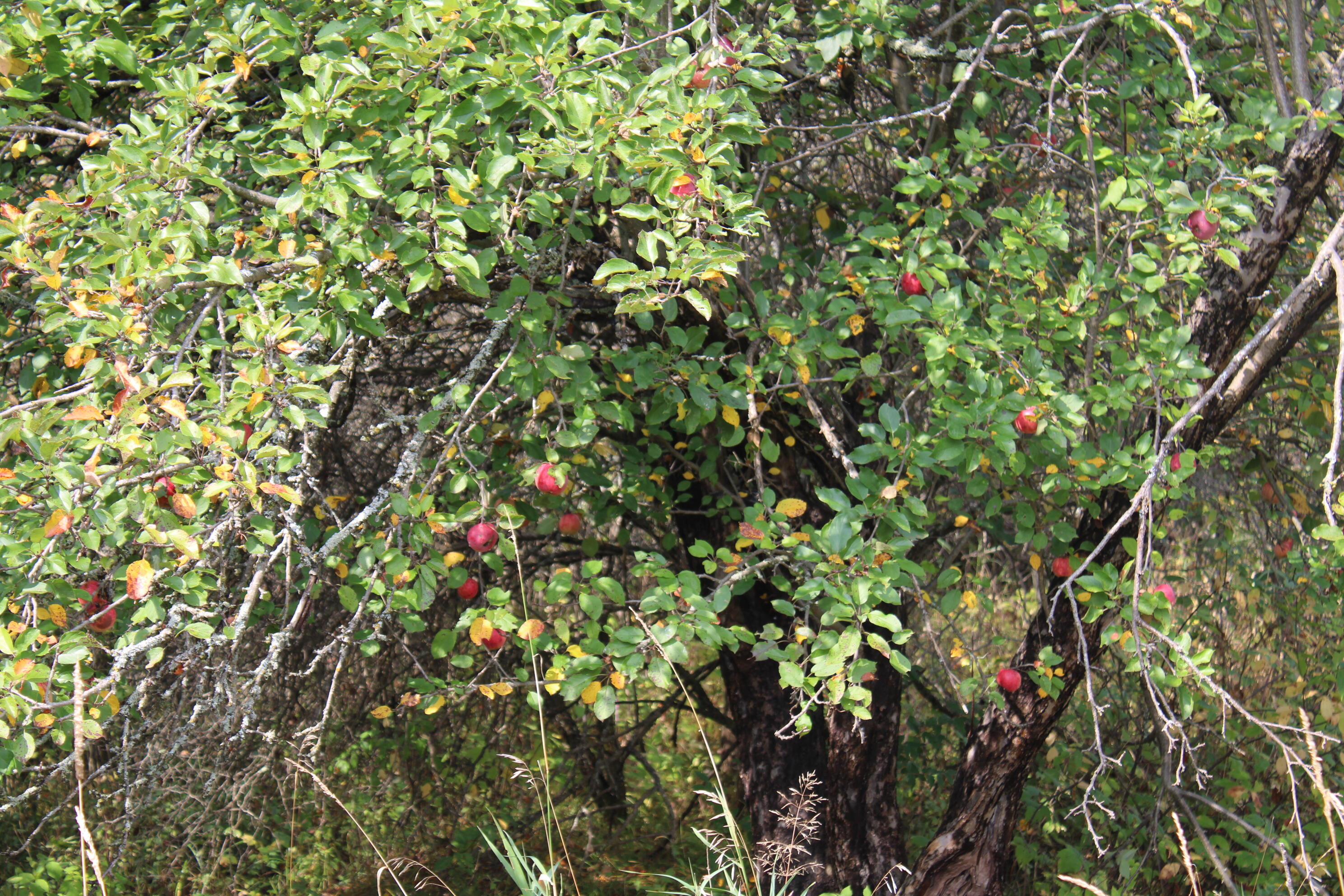 -vl Chase Bridge Road Roscommon, MI 48653 - Photo 18 of 24 IMG_5001
