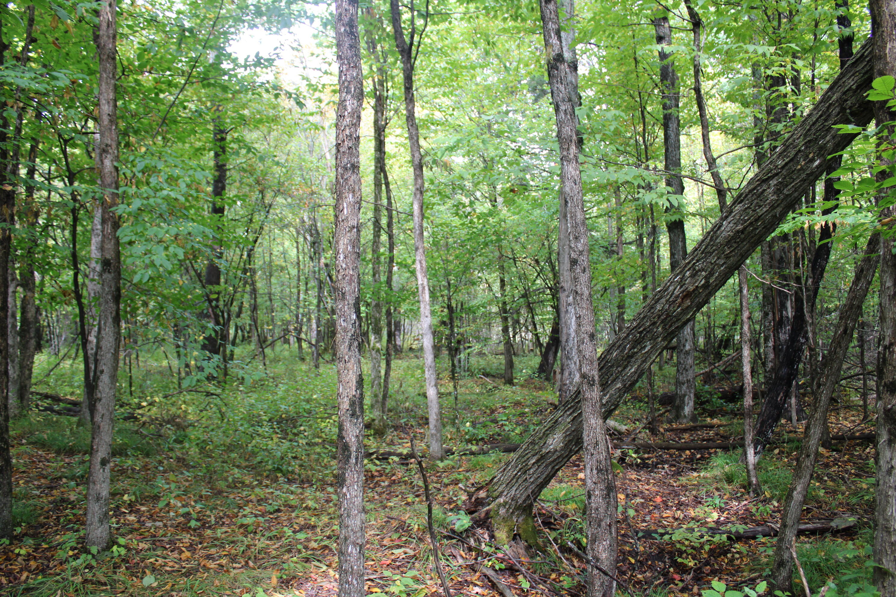 -vl Chase Bridge Road Roscommon, MI 48653 - Photo 20 of 24 IMG_5003