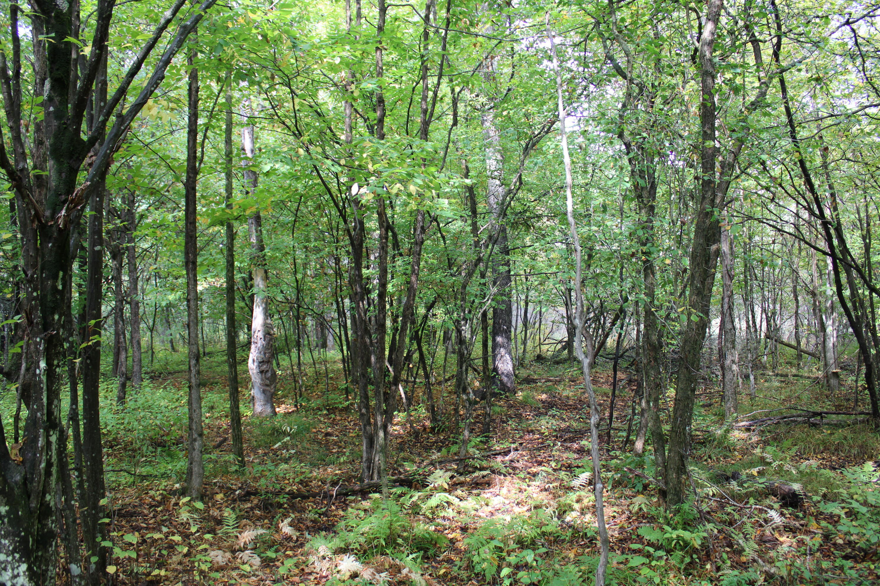 -vl Chase Bridge Road Roscommon, MI 48653 - Photo 21 of 24 IMG_5004