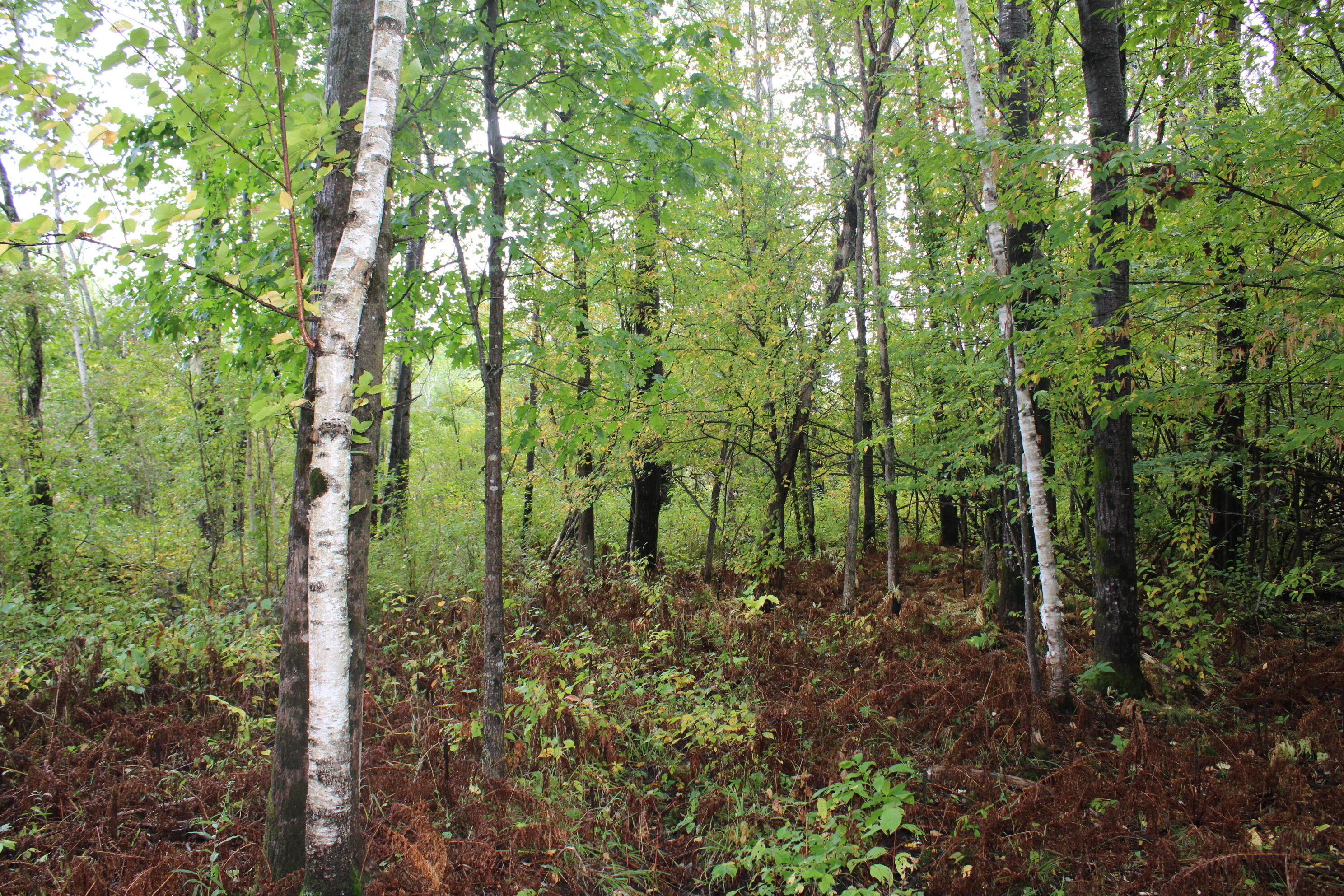 -vl Chase Bridge Road Roscommon, MI 48653 - Photo 22 of 24 IMG_5005