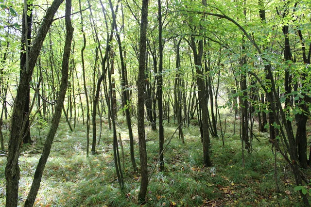 $70,000 | -vl Chase Bridge Road, Roscommon, MI 48653