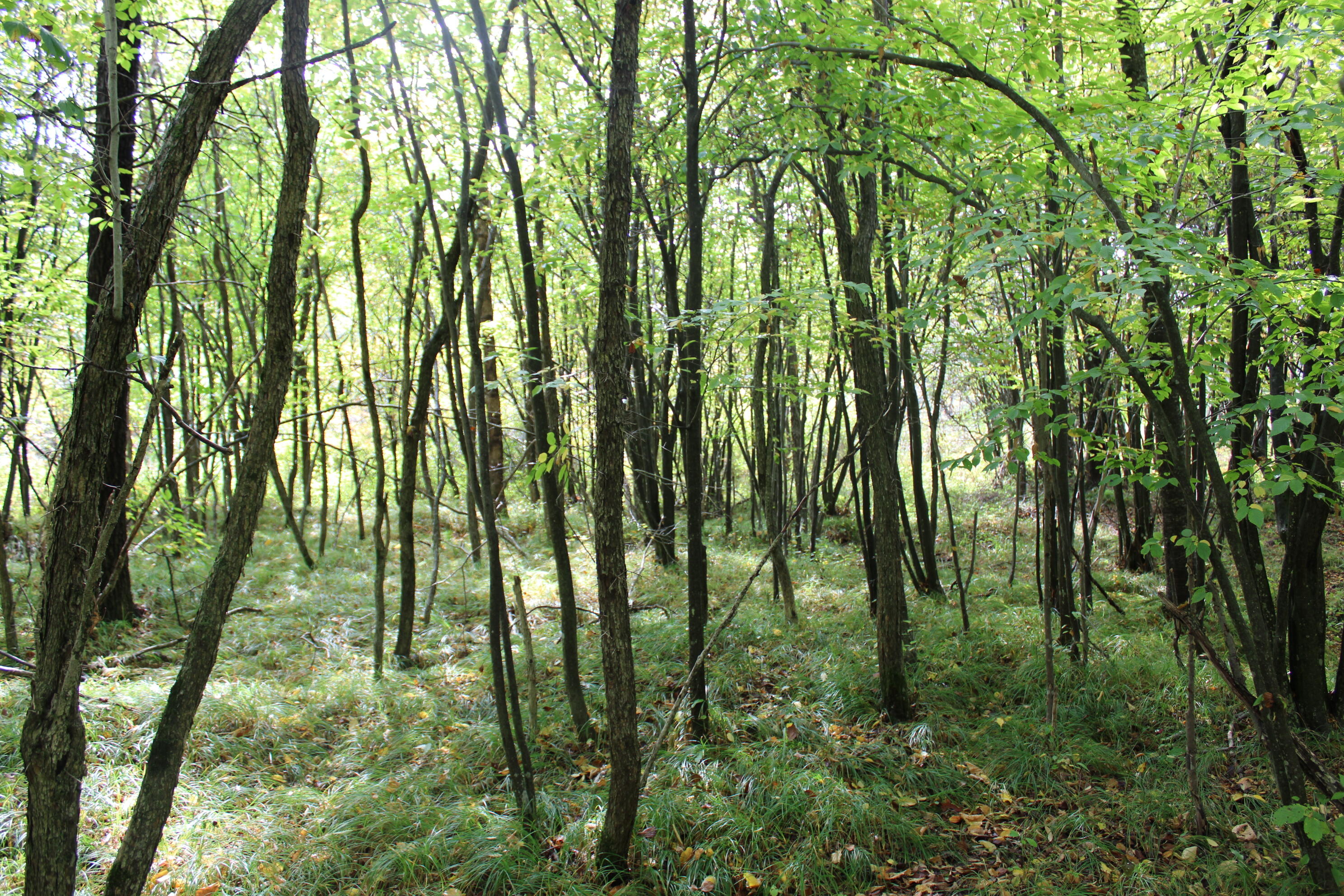 -vl Chase Bridge Road Roscommon, MI 48653 - Photo 23 of 24 IMG_5006