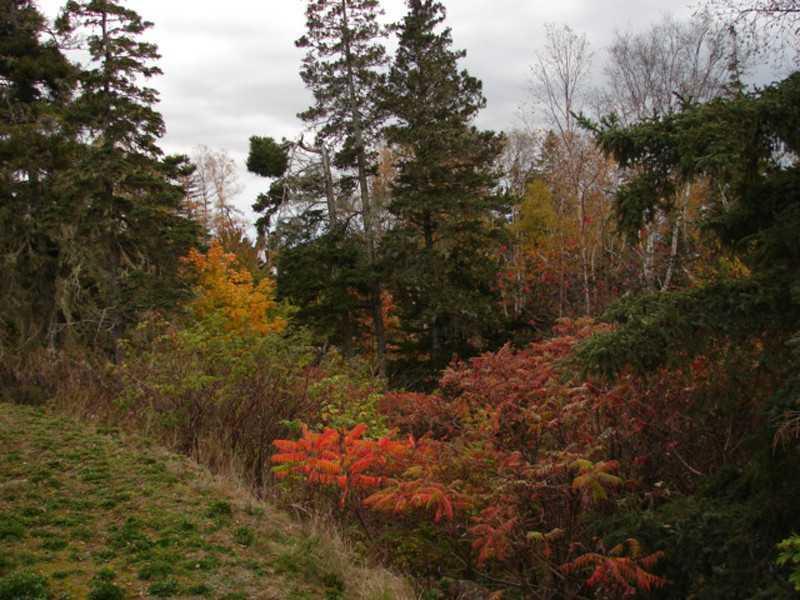 43 Fogg Road Vinalhaven, ME 04863 - Photo 17 of 35 Yard/Garden.