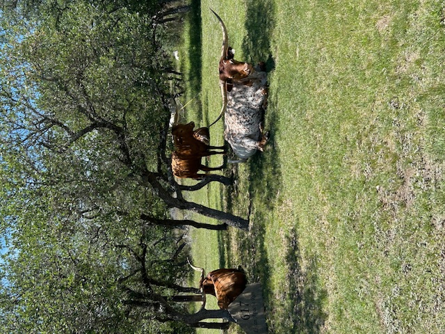 2124 Crabapple Road Blanco, TX 78606 - Photo 30 of 31 Ag Exempt - Longhorns graze the Community