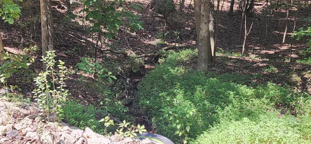a view of yard with tree