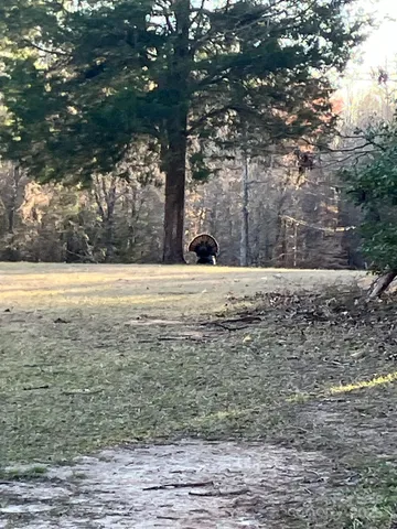 a living room with furniture a fireplace and potted plants