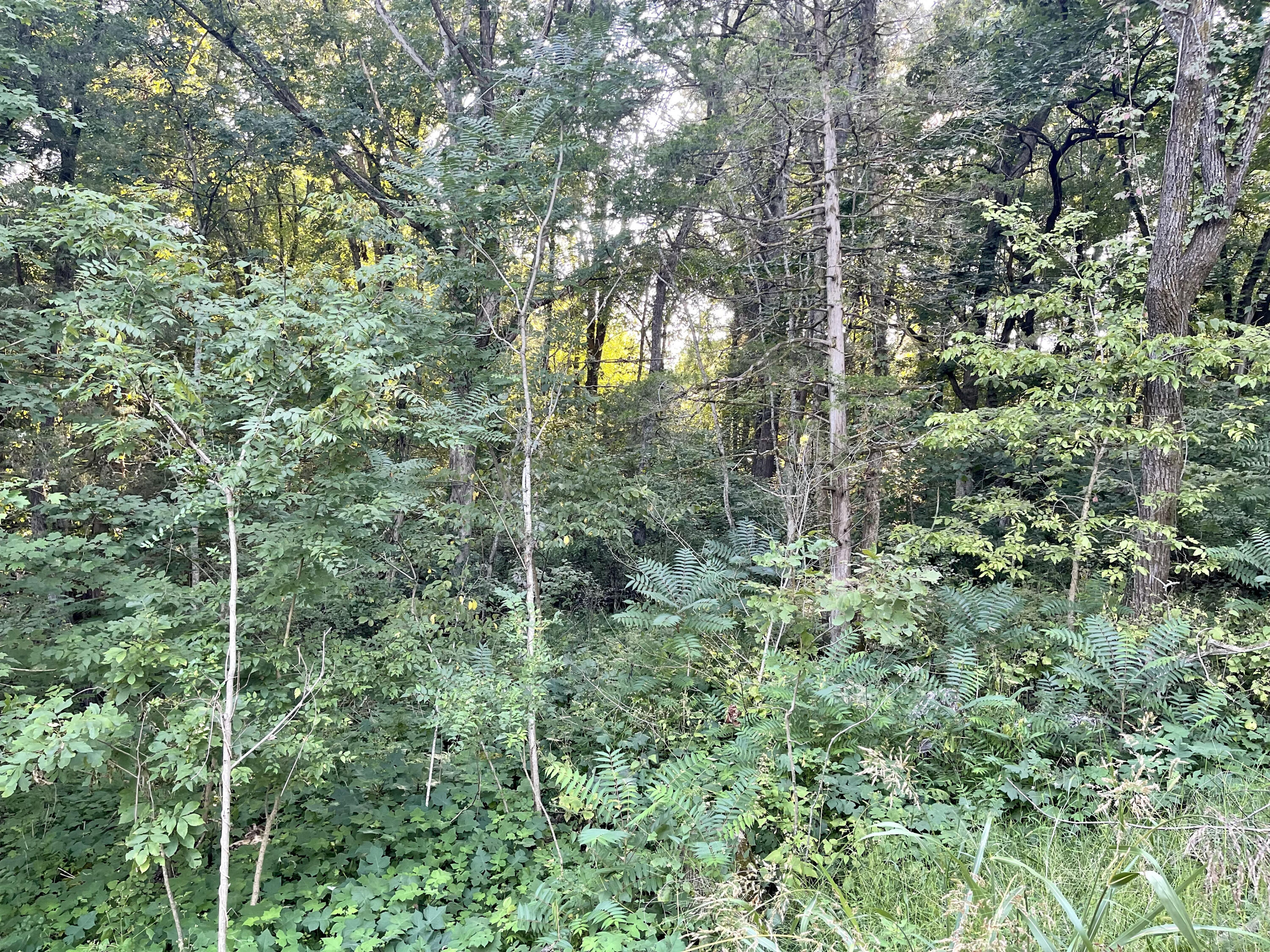 Tbd H R King Road Gray, TN 37615 - Photo 6 of 9 0BA33821-7FA6-403E-8DC6-7C1EA9491538