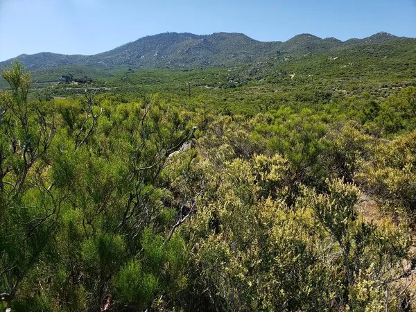 a view of a lush green hillside and a houses