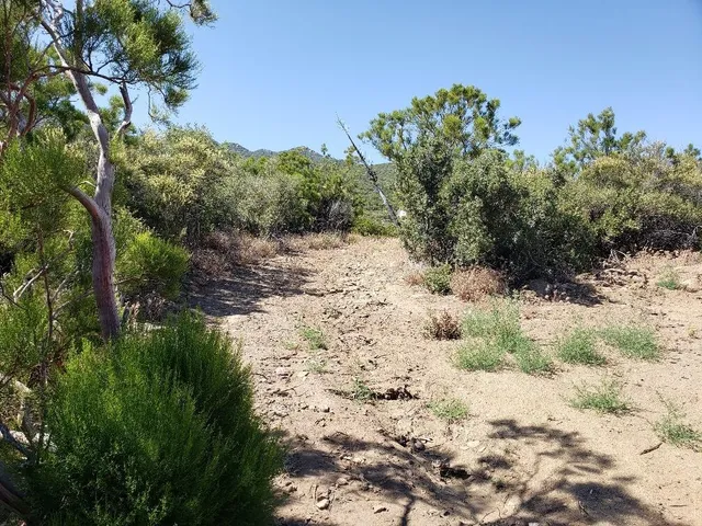 a view of a dry yard with lots of trees