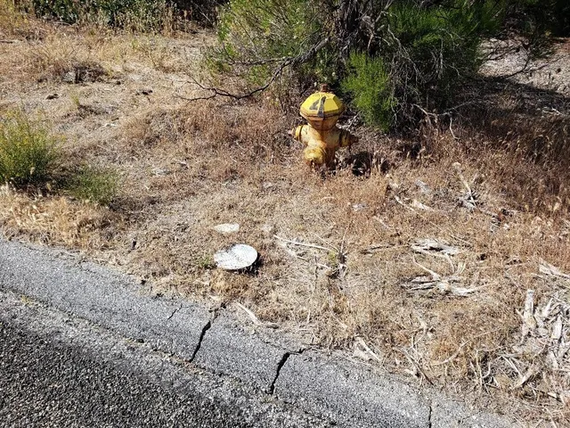 a view of a tree in a yard