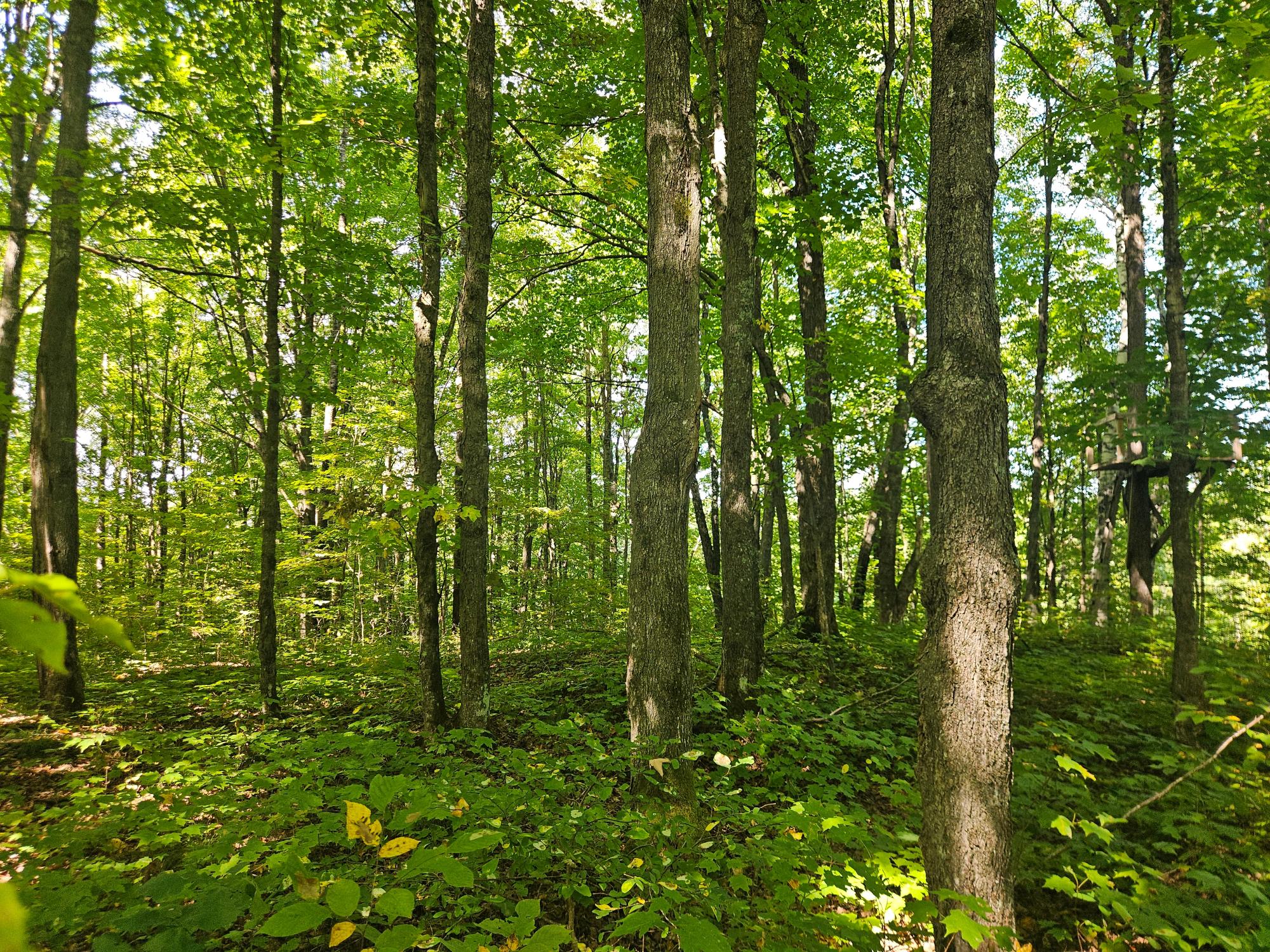 Off Off Cth Street, Unit LOT 1 Phillips, WI 54555 - Photo 8 of 13 Gallery Image 8