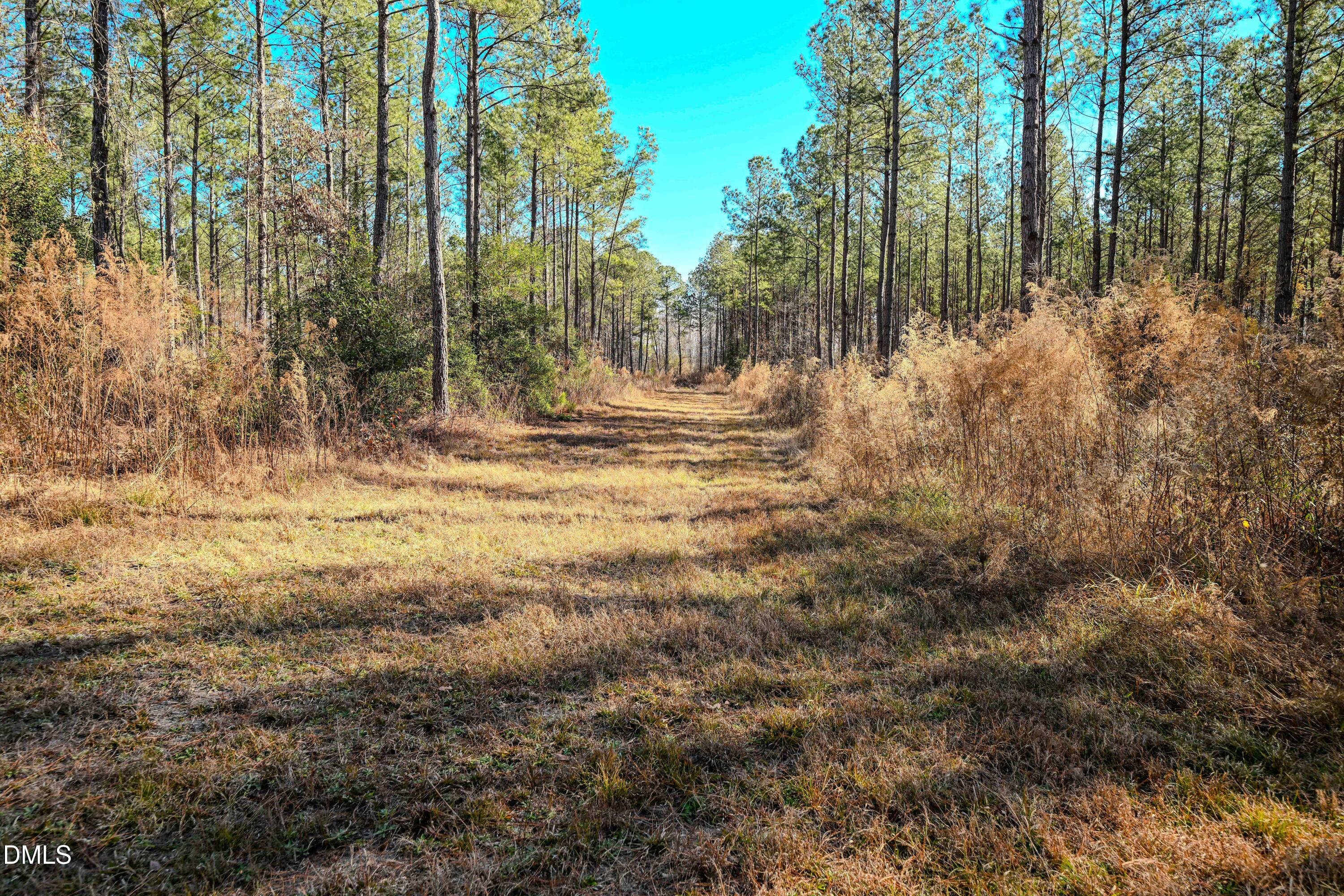 2729 McNeill Hobbs Road Bunnlevel, NC 28323 - Photo 16 of 75 a view of a yard with large trees
