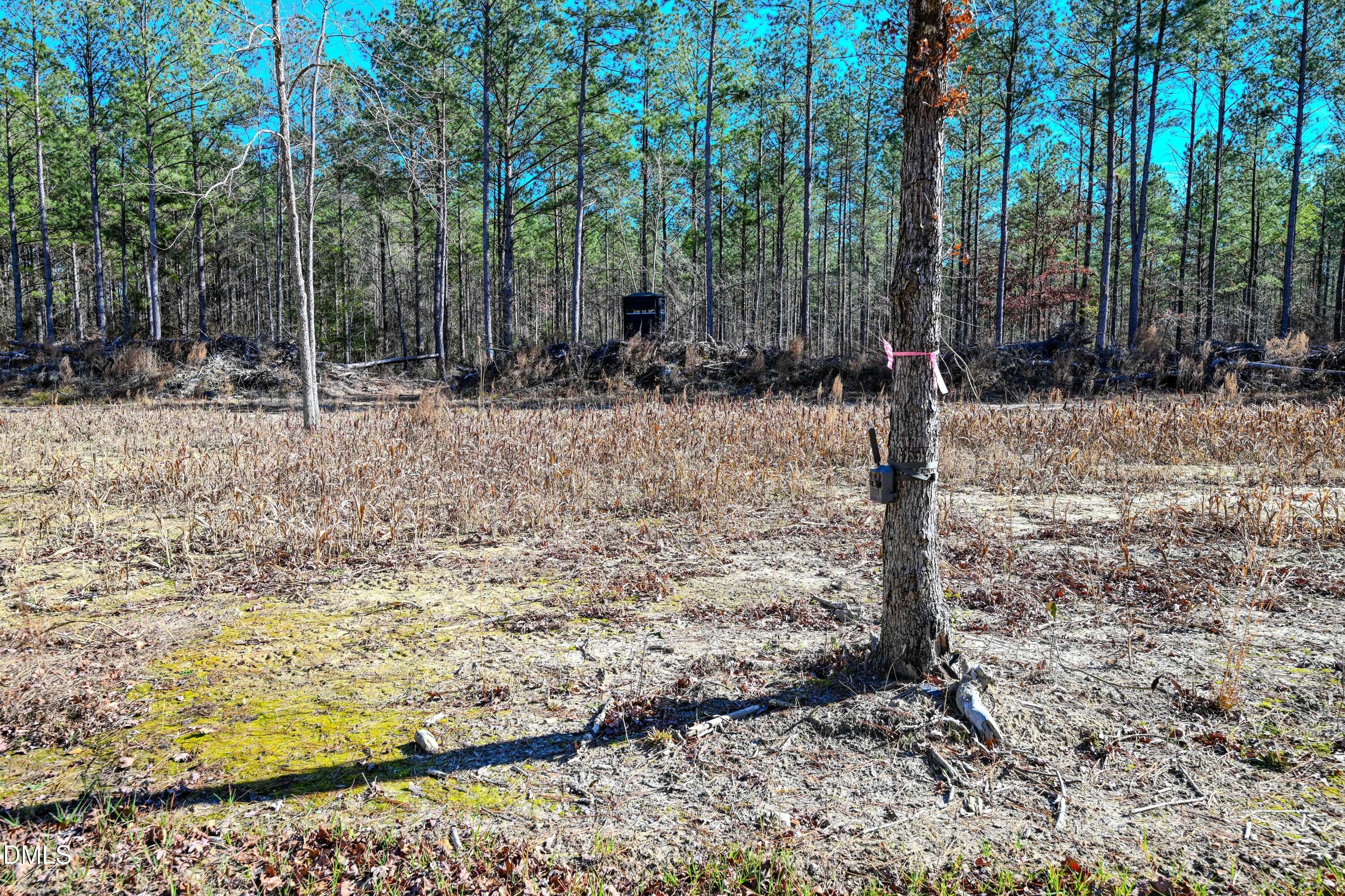2729 McNeill Hobbs Road Bunnlevel, NC 28323 - Photo 59 of 75 a view of a yard with trees