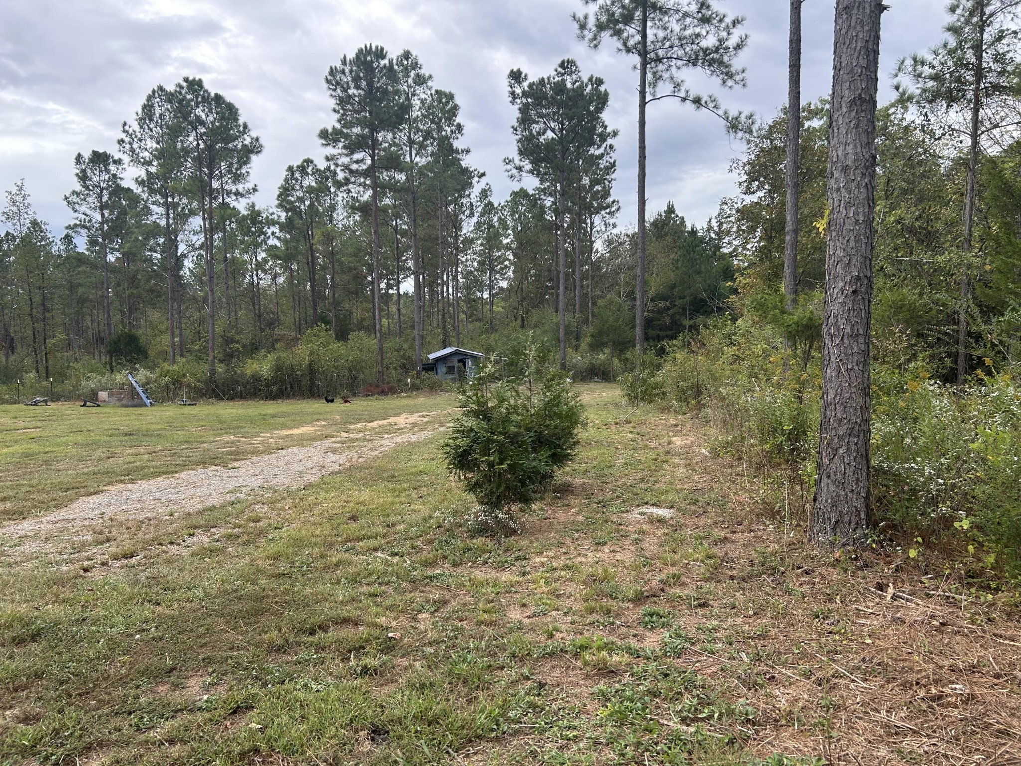 145 Pinhook Road Calhoun, TN 37309 - Photo 21 of 30 a view of a forest with trees