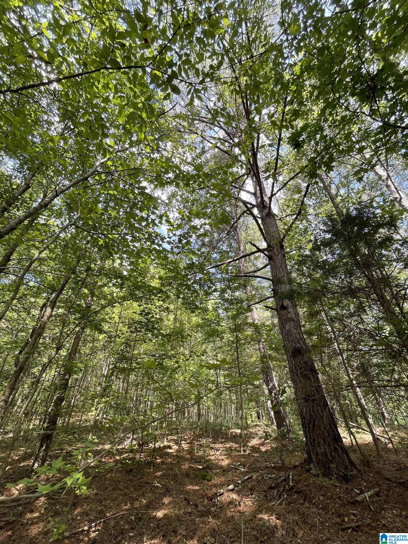 0 Joy Road Hayden, AL 35079 - Photo 4 of 23