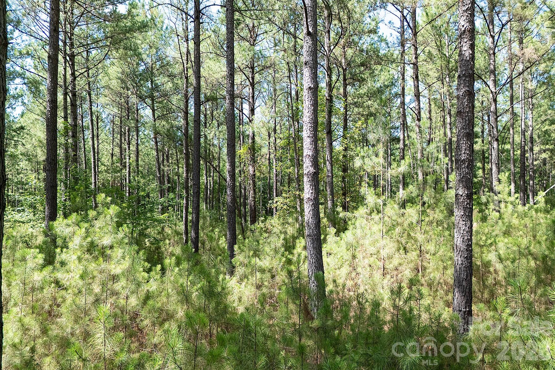 168 PLANTATION Way Mount Gilead, NC 27306 - Photo 9 of 14