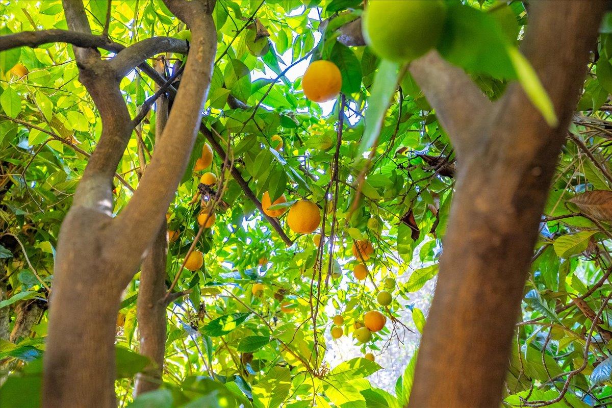 155 Pinewood Way Auburn, CA 95602 - Photo 92 of 92