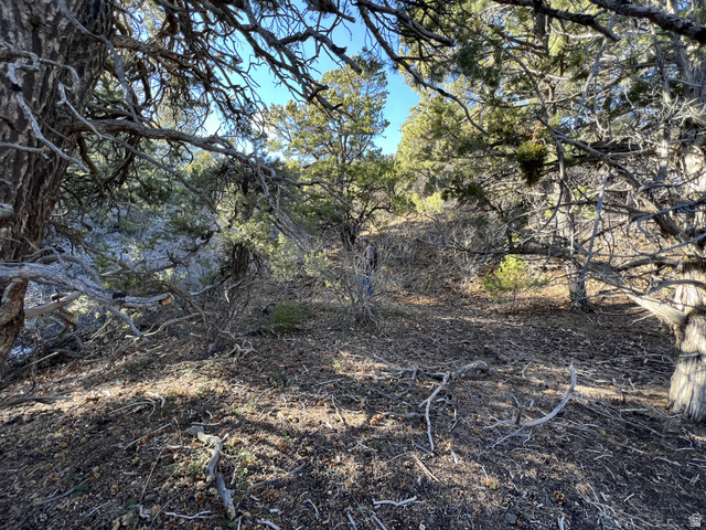 38 Broken Branch Road, Unit 38 Kanab, UT 84741 - Photo 44 of 53 Wooded terrain featuring mature trees with visible foliage and exposed branches