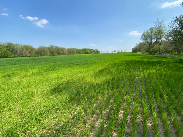 a view of a lush green space