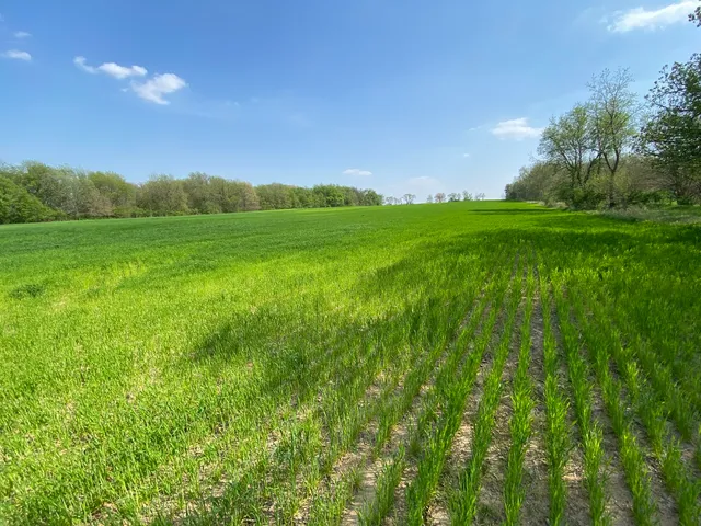 a view of a lush green space