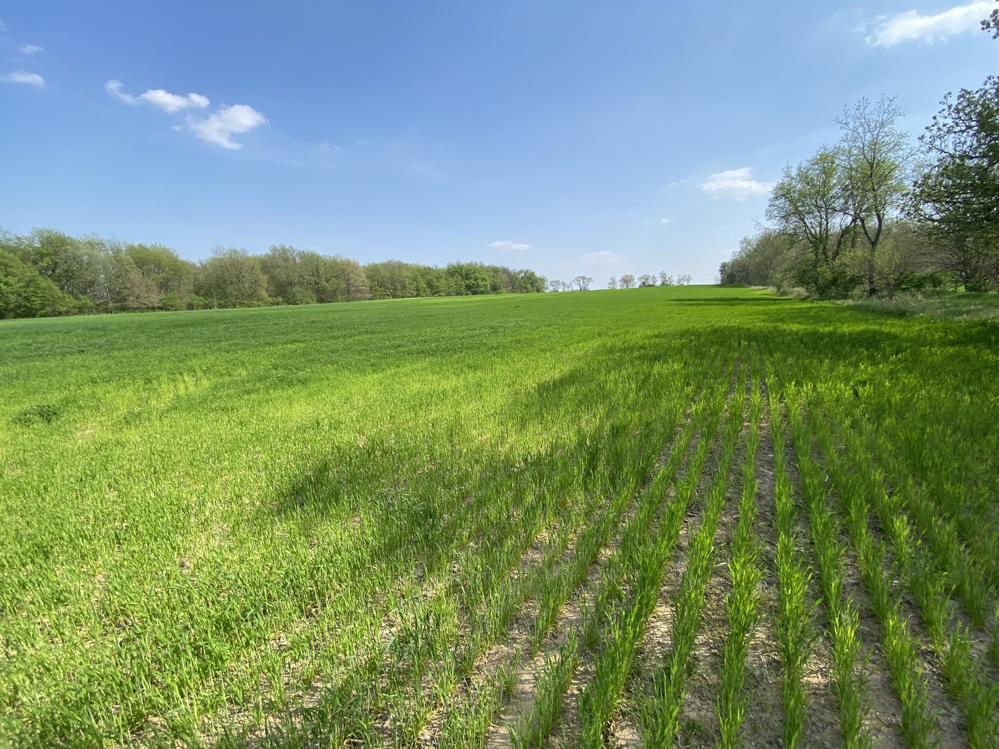 0 Higgins Road Hampshire, IL 60140 - Photo 11 of 30 a view of a lush green space