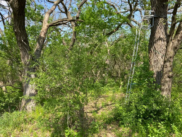 a view of a lush green forest