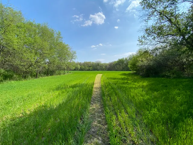 a view of yard with grass & house