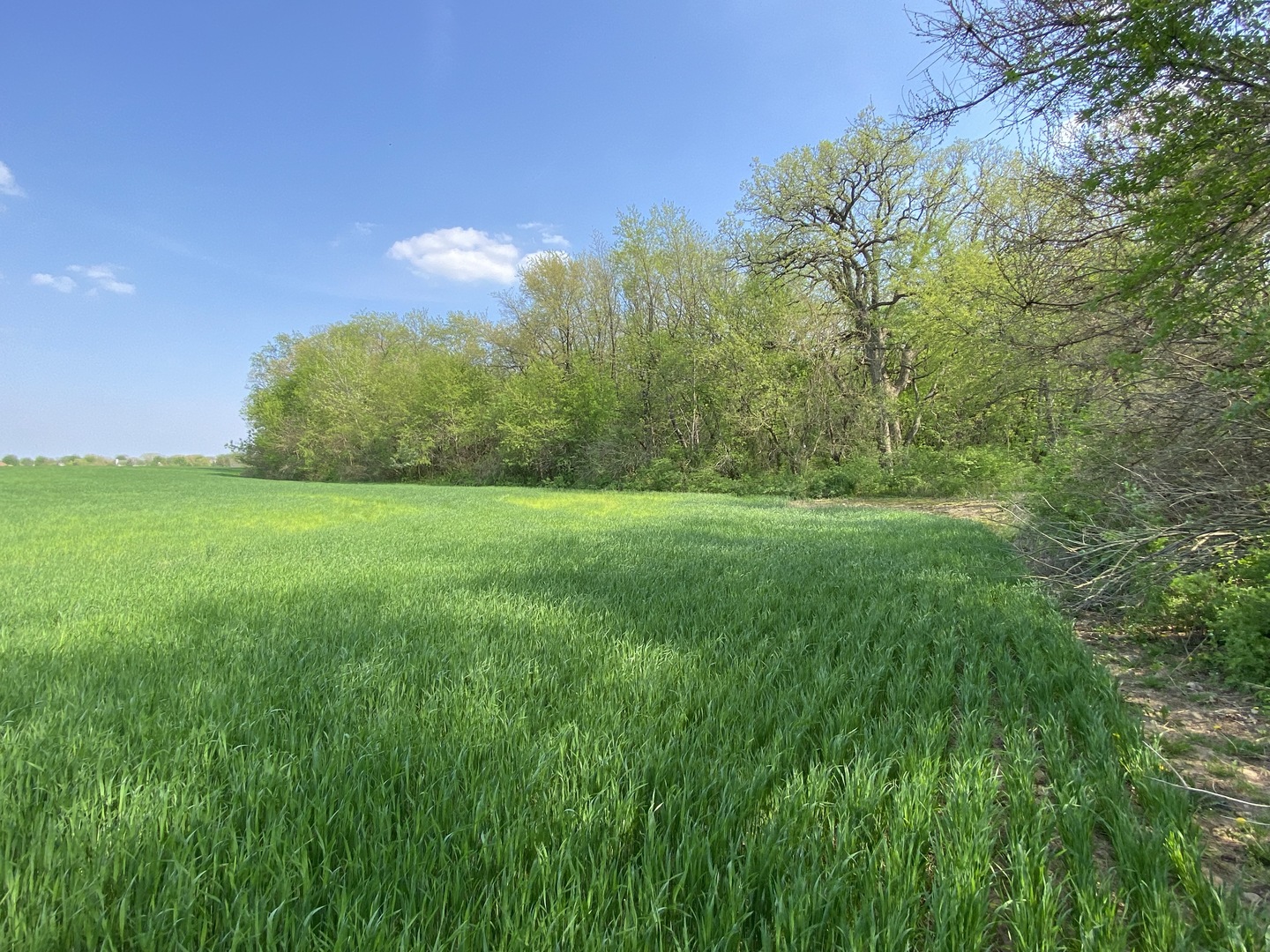 0 Higgins Road Hampshire, IL 60140 - Photo 21 of 30 a view of a green yard with a house in the background