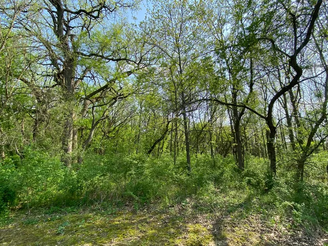 a view of a tree in a garden