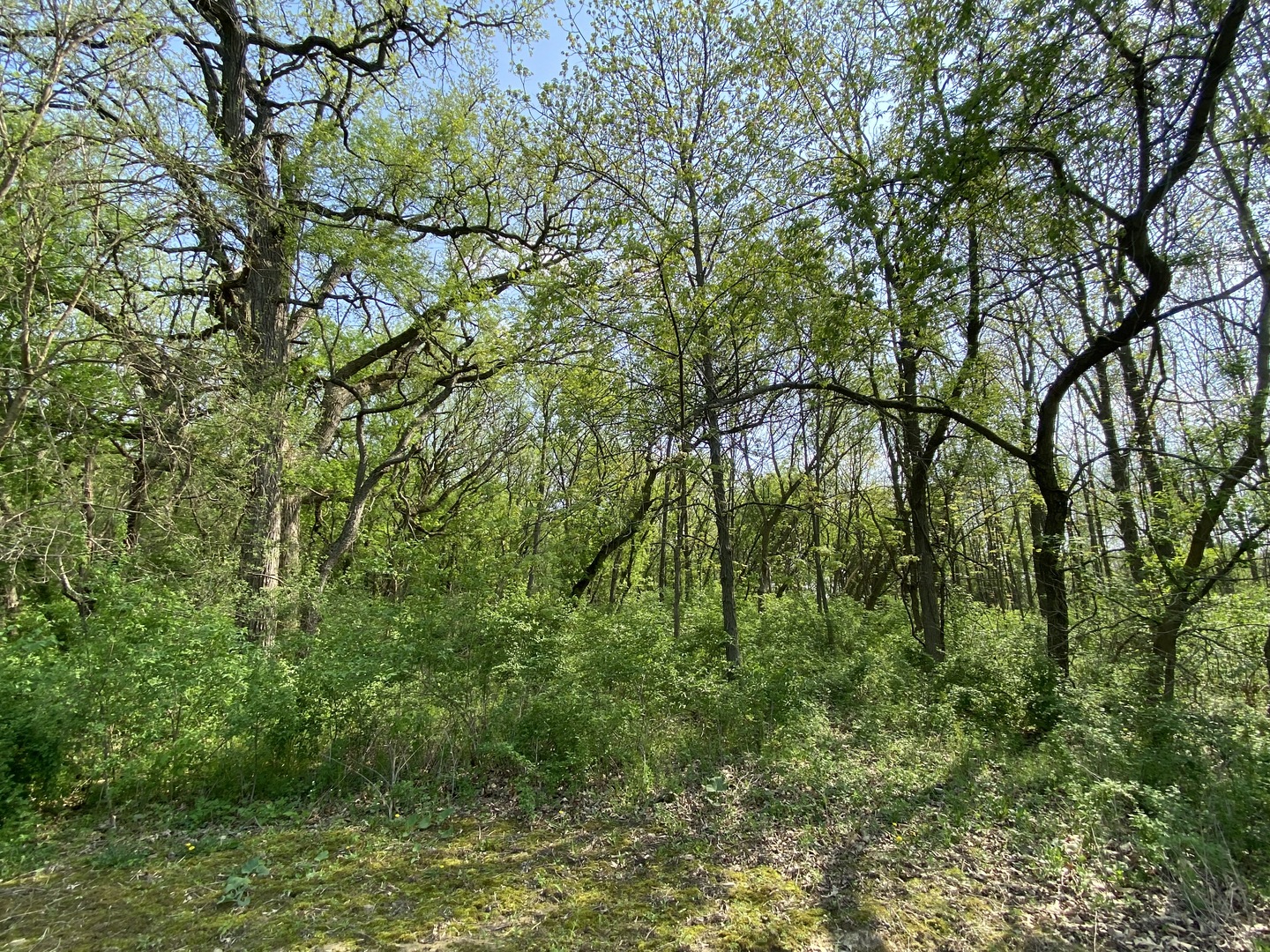0 Higgins Road Hampshire, IL 60140 - Photo 22 of 30 a view of a yard