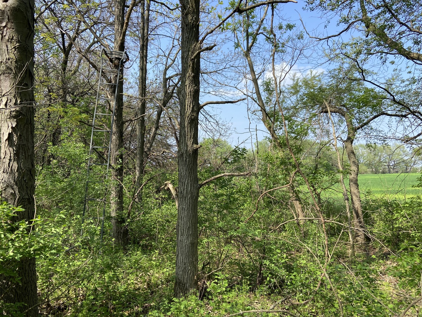 0 Higgins Road Hampshire, IL 60140 - Photo 23 of 30 a view of a tree in a garden