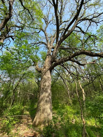a view of field with grass